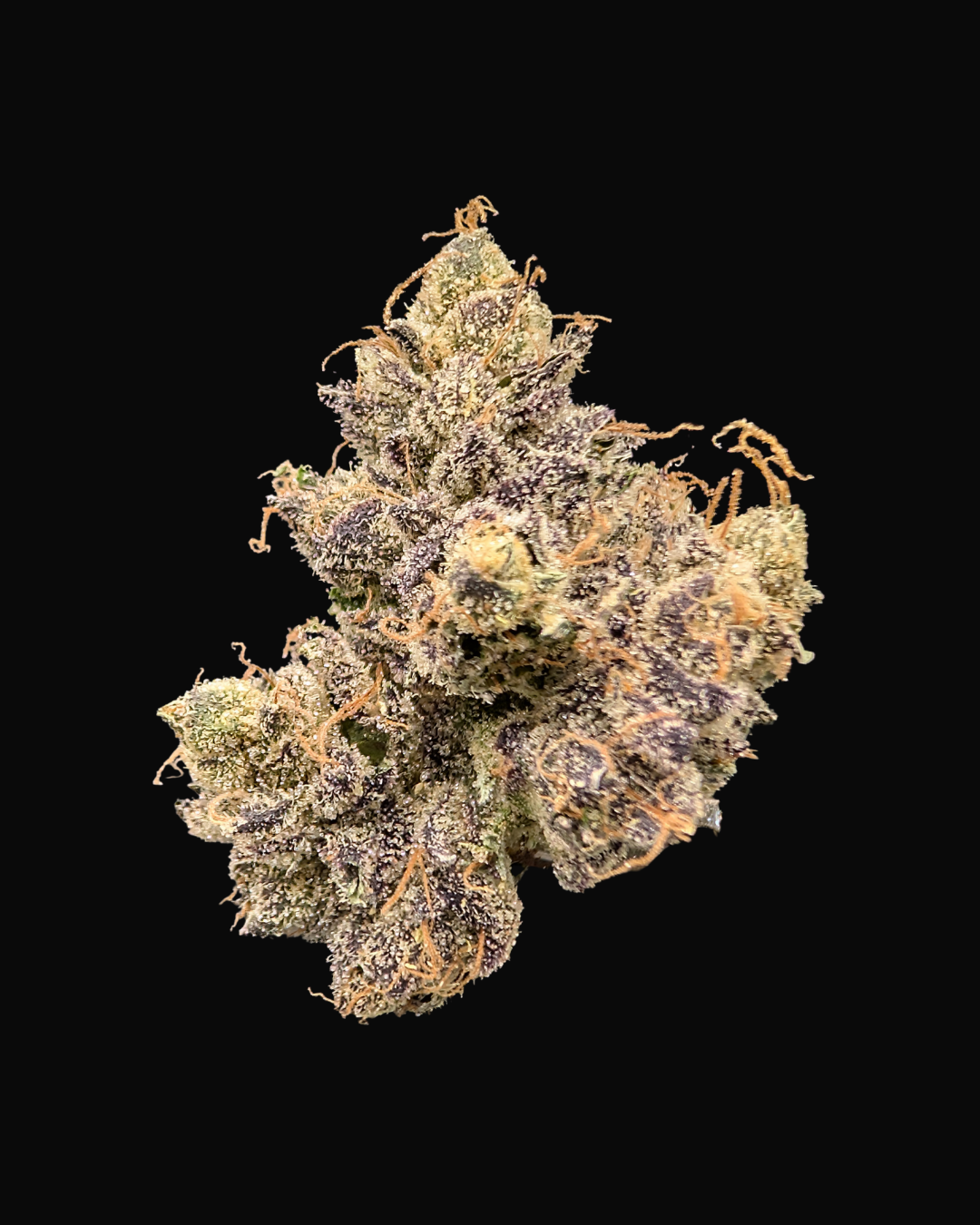 Black Maple